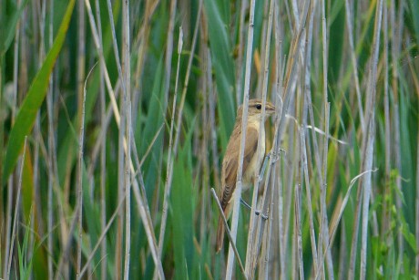 2017_07_Chorvatsko_Vranské jezero_rákosník velký (5)