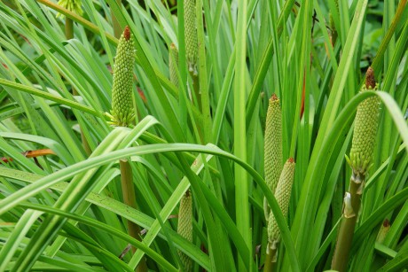 Kniphophia sp (1)