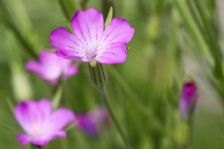 2018_06_26_Kuks_Bylinková zahrada_35