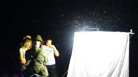 Lednice_noční lov hmyzu (6)