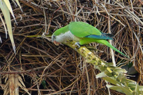 Papoušek mniší (1)