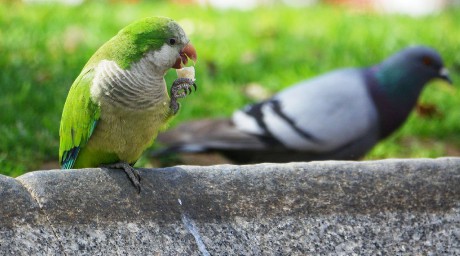 Papoušek mniší (7)
