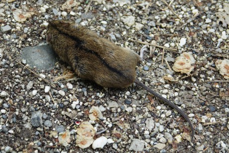 Riserva Naturale Regionale della Foce dell’Isonzo_Myšice temnopásá