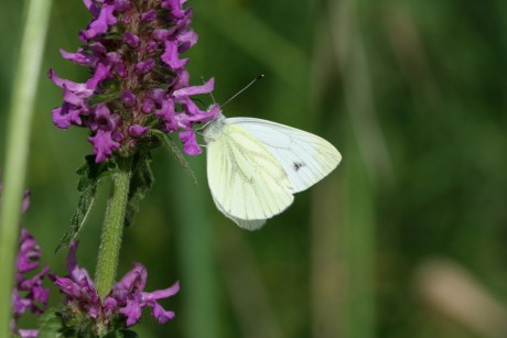 Belasek_repkovy_Pieris_napi