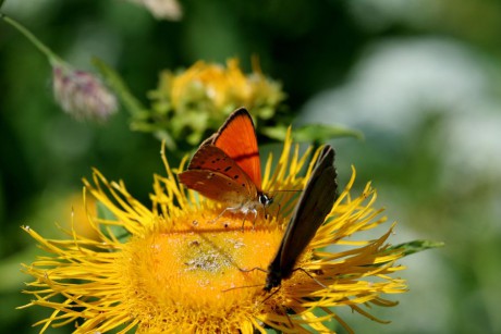 Ohnivacek_modrolemy_Lycaena_hippothoe