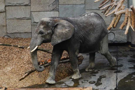 ZOO Vídeň_únor_2020 (23)