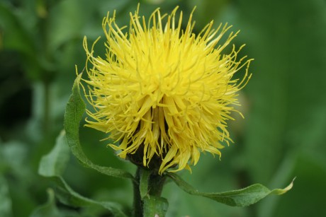 Centaurea macrocephala