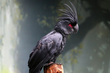 Kakadu palmový (1)