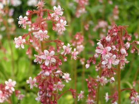 Saxifraga x urbium (1)