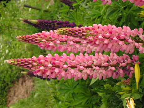 Lupinus polyphyllus (9)