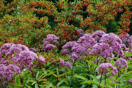 Hlohyně šarlatová a Eupatorium maculatum  Atropurpureum  (1)