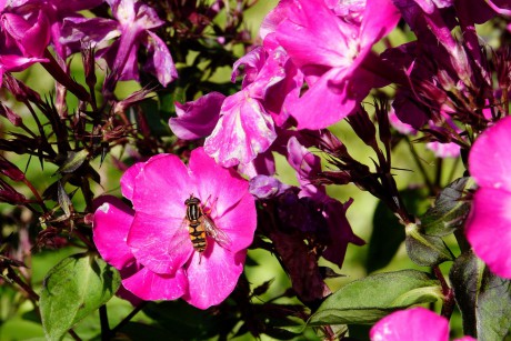 Phlox paniculata (2)