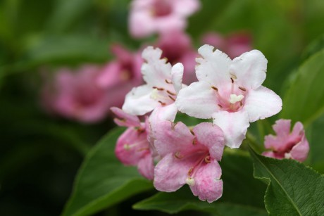 Weigela florida (2)