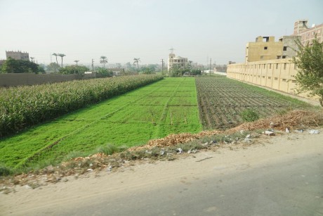 Egypt-zemědělství v údolí Nilu-0002