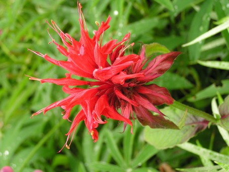 Monarda didima (1)