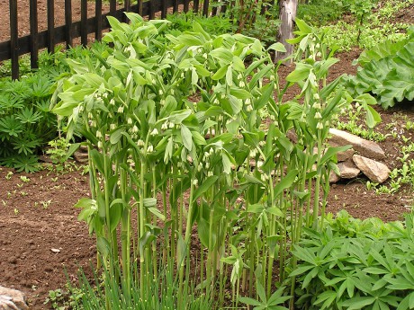 Polygonatum multiflorum (1)