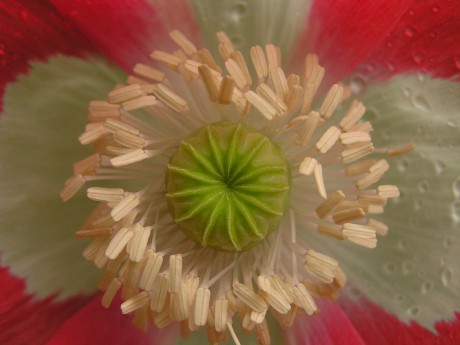 Papaver somniferum