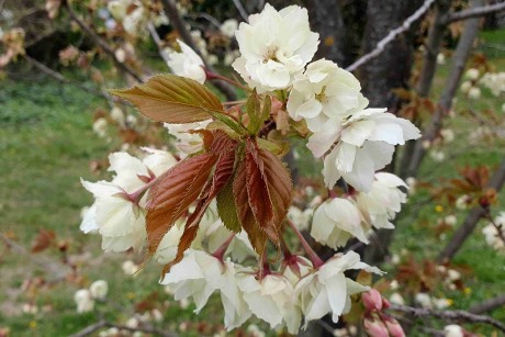 Prunus serrulata_arboretum Buda (2)_result