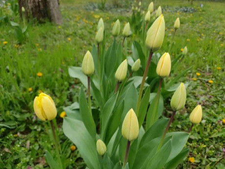 Tulipa sp._arboretum Buda (1)_result