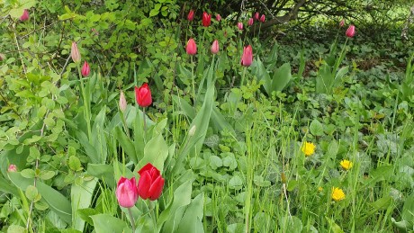 Tulipa sp._arboretum Buda (2)_result