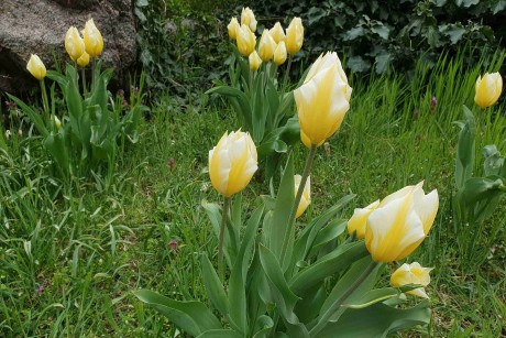 Tulipa sp._arboretum Buda (3)_result