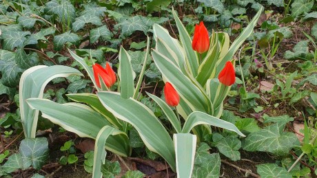 Tulipa sp._arboretum Buda (4)_result