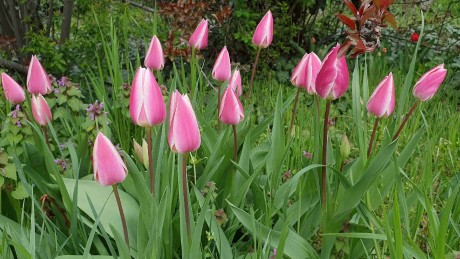 Tulipa sp._arboretum Buda (5)_result