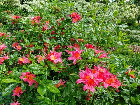 Arboretum Wojslawice_2024_05_31_Rhododendron x bakerii_001_result