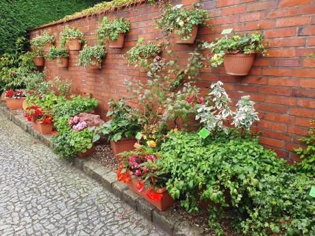 Botanická zahrada Wroclaw_2024_06_01_039_result