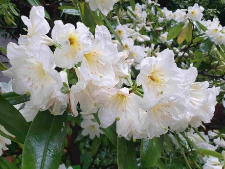 Botanická zahrada Wroclaw_2024_06_01_Rhododendron diaprepes_result