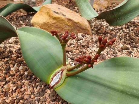 Botanická zahrada Wroclaw_2024_06_01_Welwitschia mirabilis_result