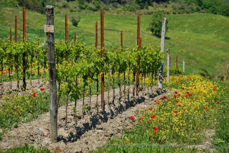 Val d'Orcia_2023_05_0011_result