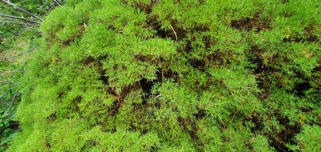 Španělsko_NP_Ordesa_flóra_Echynospartum horridum_result