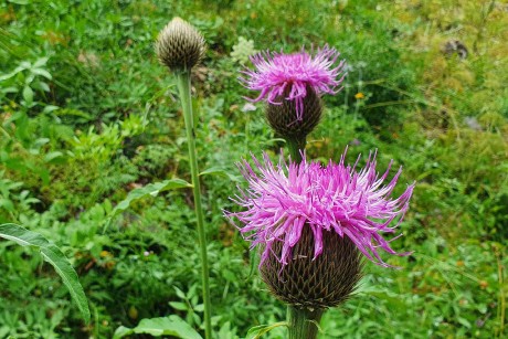 Španělsko_NP_Ordesa_flóra_Rhaponticum centauroides (1)_result
