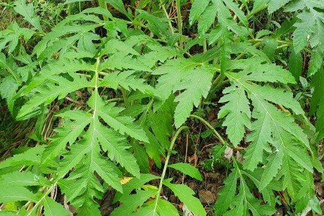 Španělsko_NP_Ordesa_flóra_Rhaponticum centauroides (2)_result