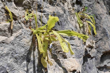 Španělsko_NP_Ordesa_flóra_Tučnice Pinguicula longifolia (1)_result