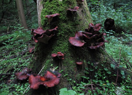 dřevokazné houby (1).jpg