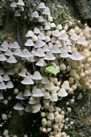 dřevokazné houby (2).jpg