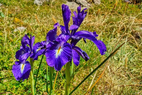 NP Maladeta_Val de Benás_Kosatec Iris latifolia_result
