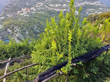 Ravello_2025_10_citroníkové plantáže_052 (5)