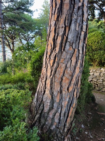 Ravello_Villa Cimbrone_2025_10_013