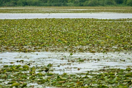 Elblagský kanál_ 2025_06_30_008