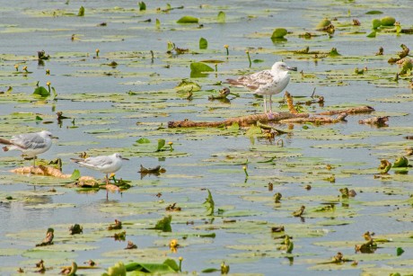 Elblagský kanál_ 2025_06_30_009