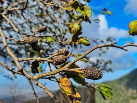 2025_10_27_Vesuv_dopoledne_olše srdčitá_029