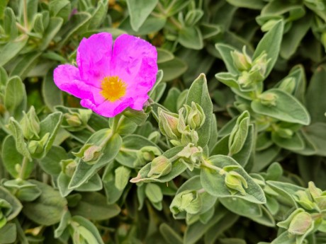 Cistus albidus