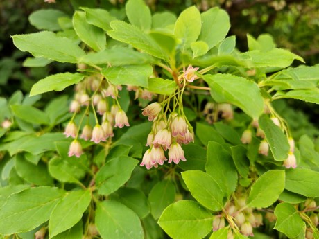 Enkianthus campanulatus