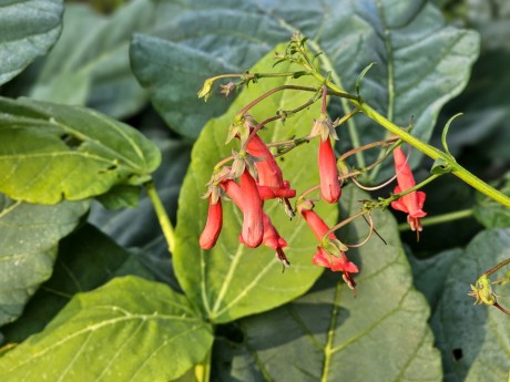 Erythrina zeyheri