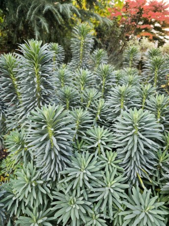 Euphorbia characias