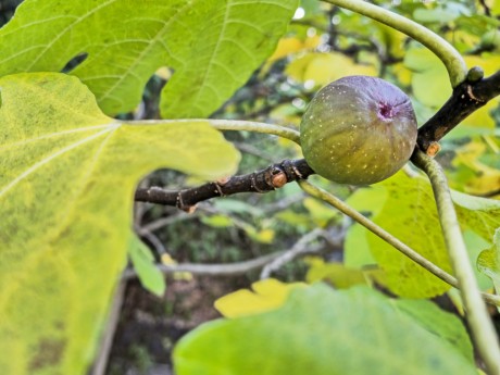 Ficus carica