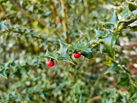 Ilex pernyi